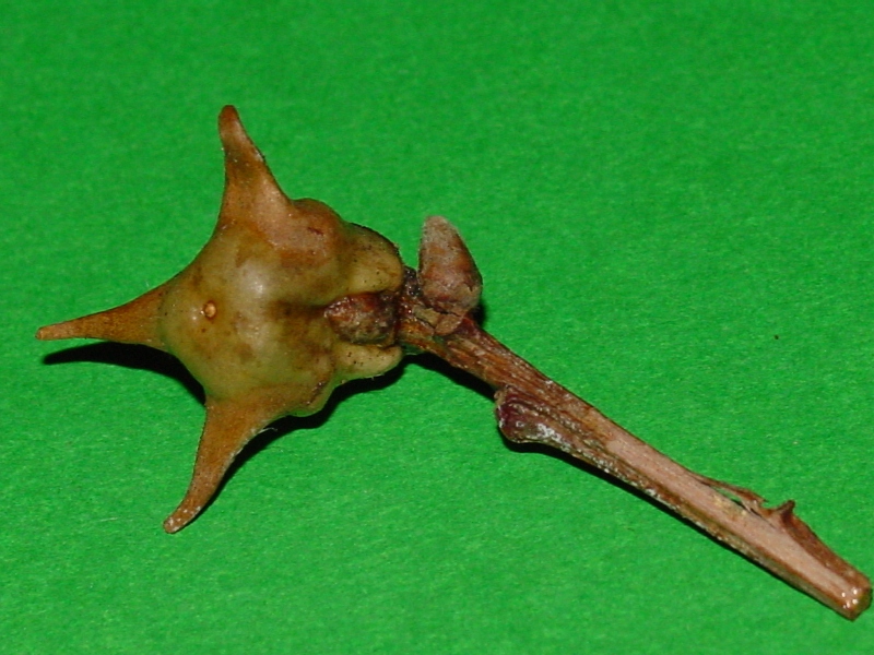 Galla: Andricus coronatus